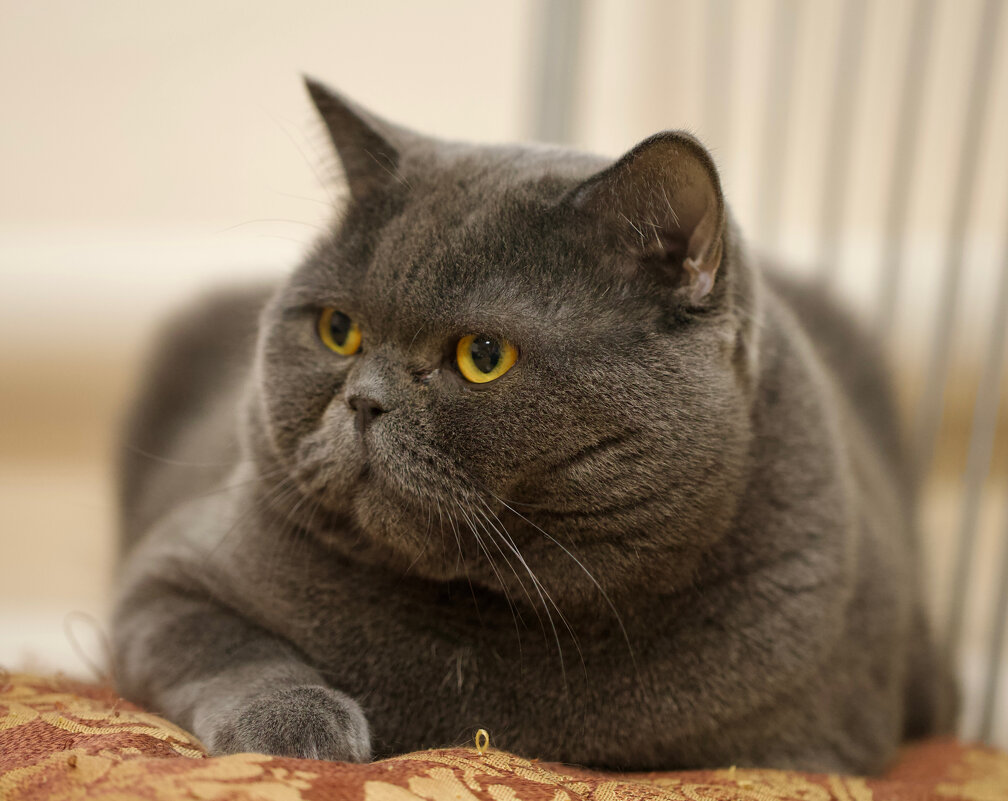 Одним словом - порода. - Татьяна Салиева