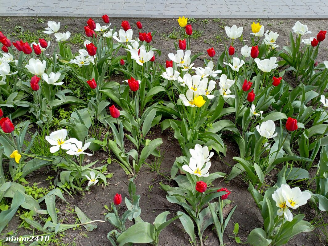 Апрельское разноцветье на ростовском газоне - Нина Бутко