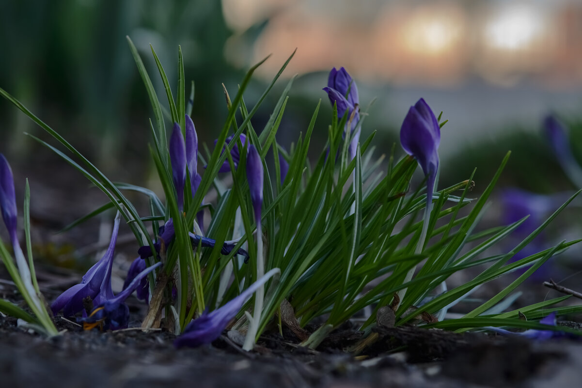 Ышшо одно утро. - Николай 