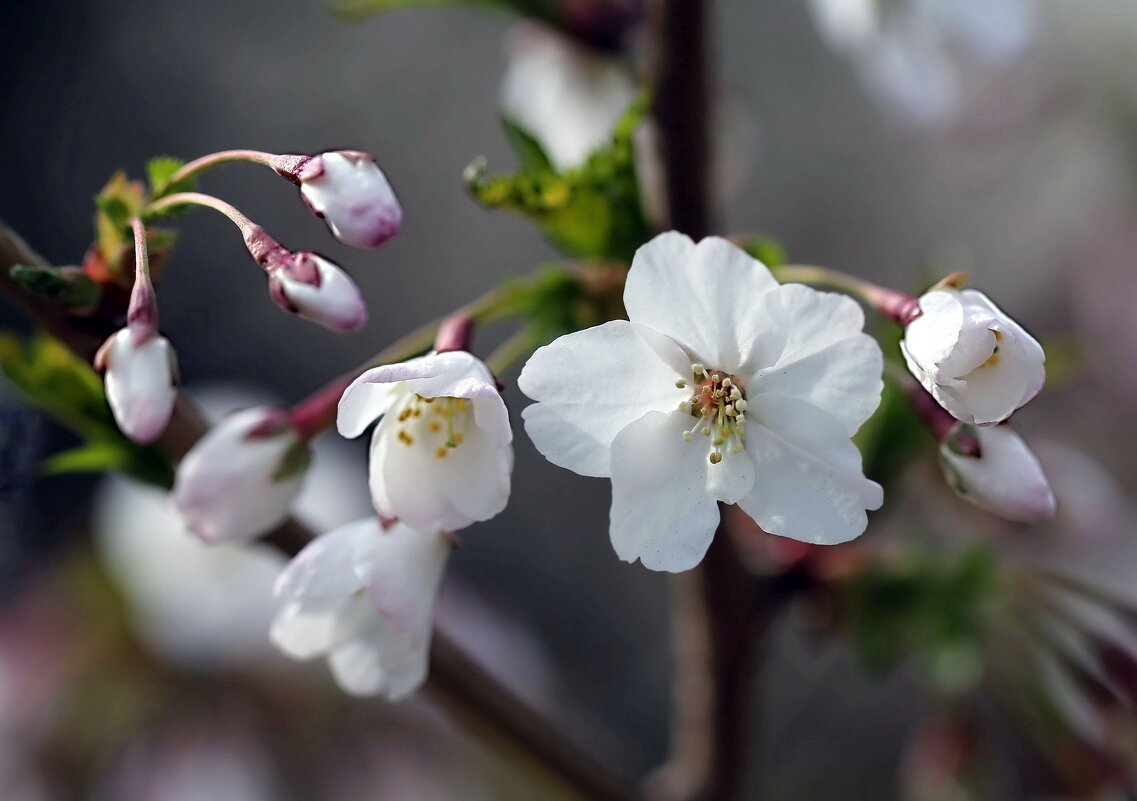 Апрельское цветение - ZNatasha -