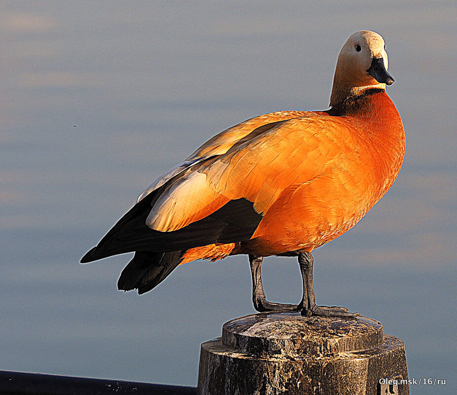 уточка - Олег Лукьянов