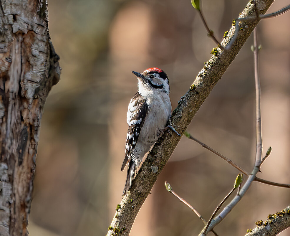 Дятел - Viktor Makarov
