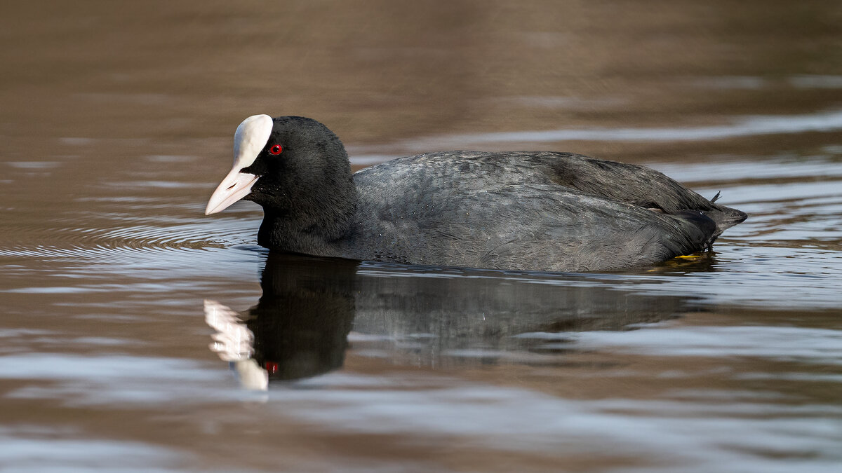 Лысуха - Владимир Лазарев
