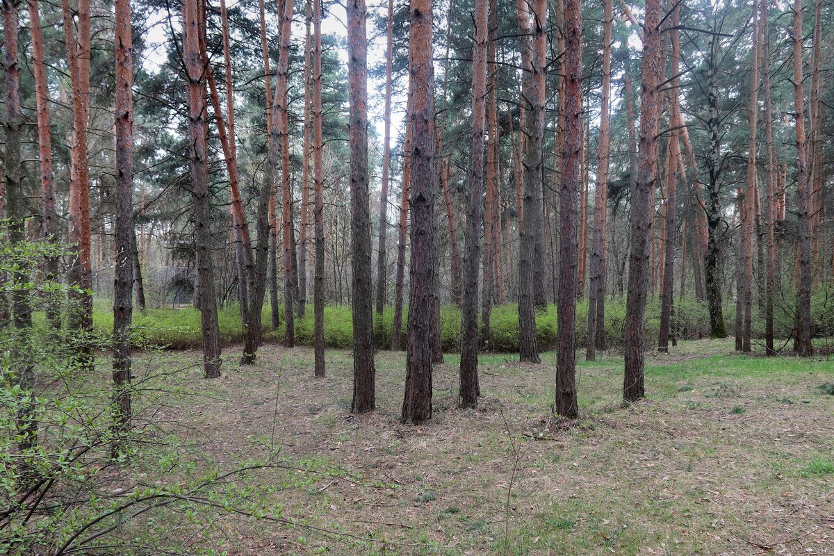 В бору - Дмитрий И_