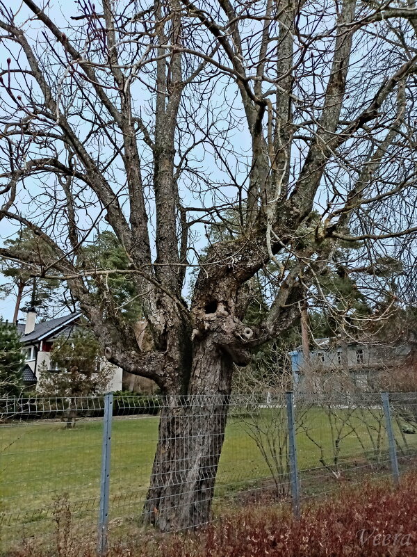 Причудливый страж участка ) - Veera V