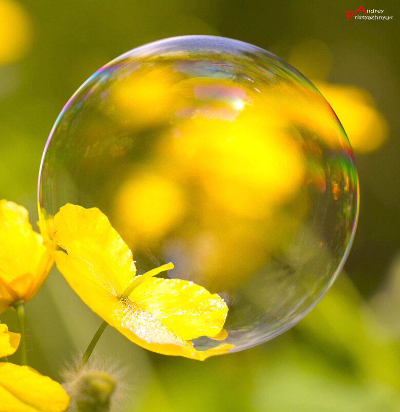 На цветке - Андрей Пристяжнюк