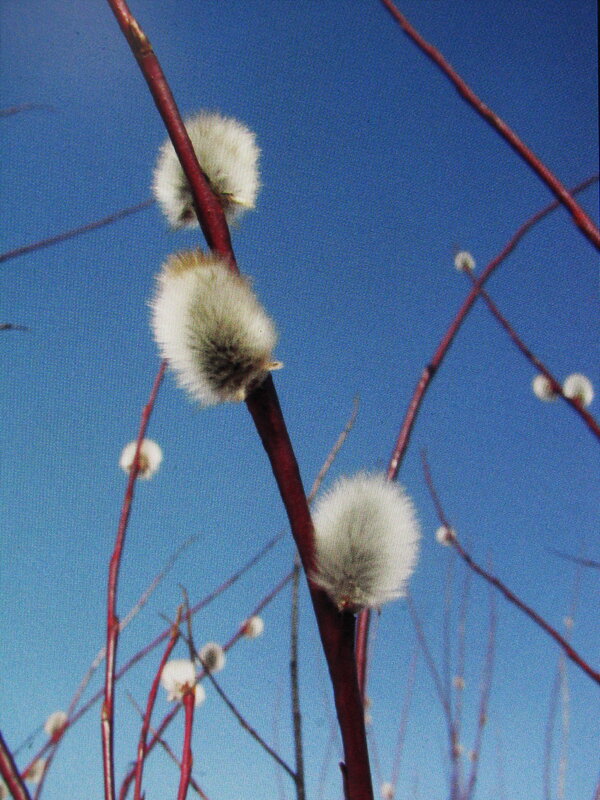 Нежность - Людмила Смородинская