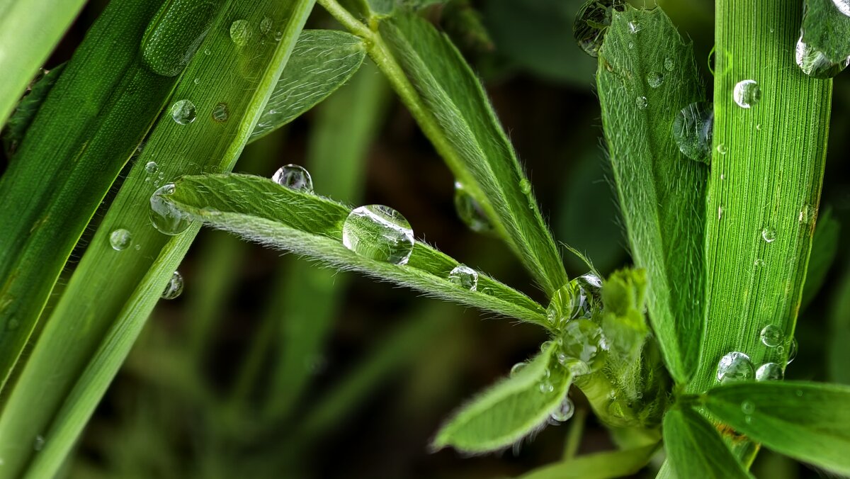 После дождя - Мариша Тим