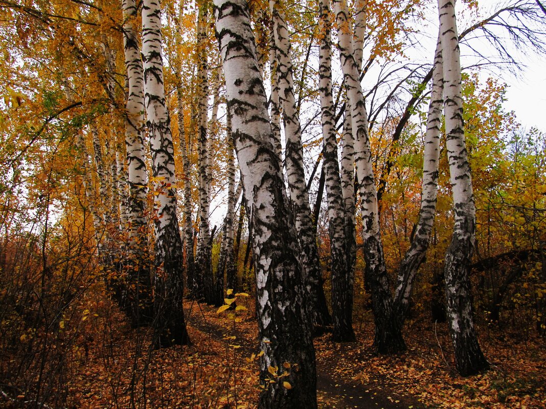 октябрь в берёзовой аллее - Елена Шаламова