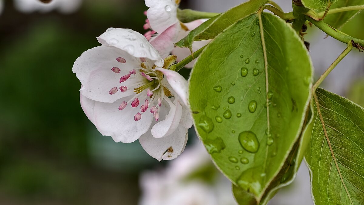 Цветение груши - Мариша Тим