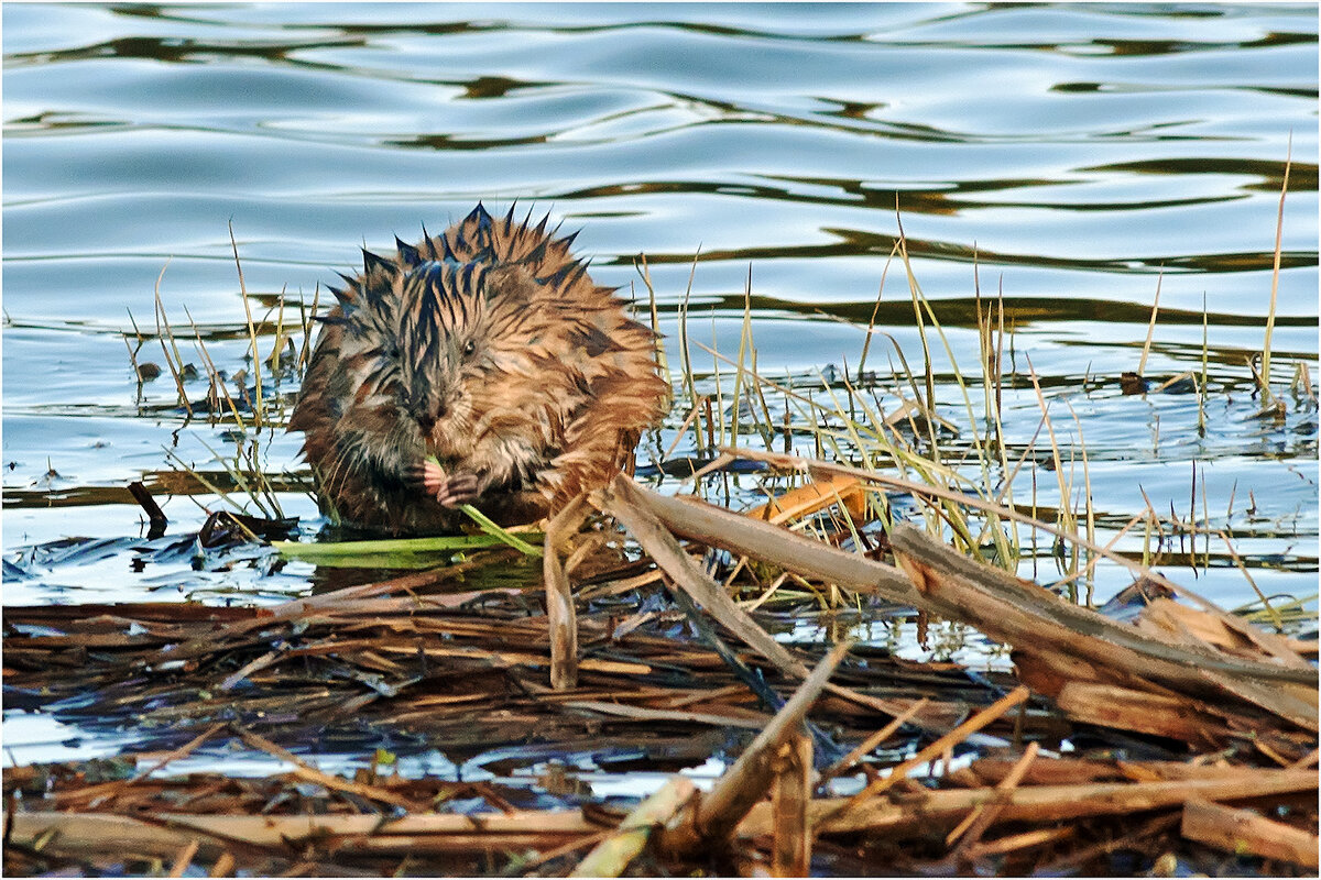 Лакомство ондатры - Валентин Котляров