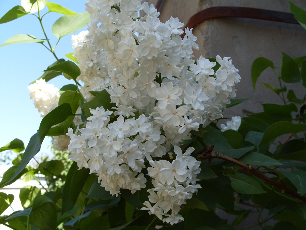 Белая сирень. - Александр Владимирович Никитенко