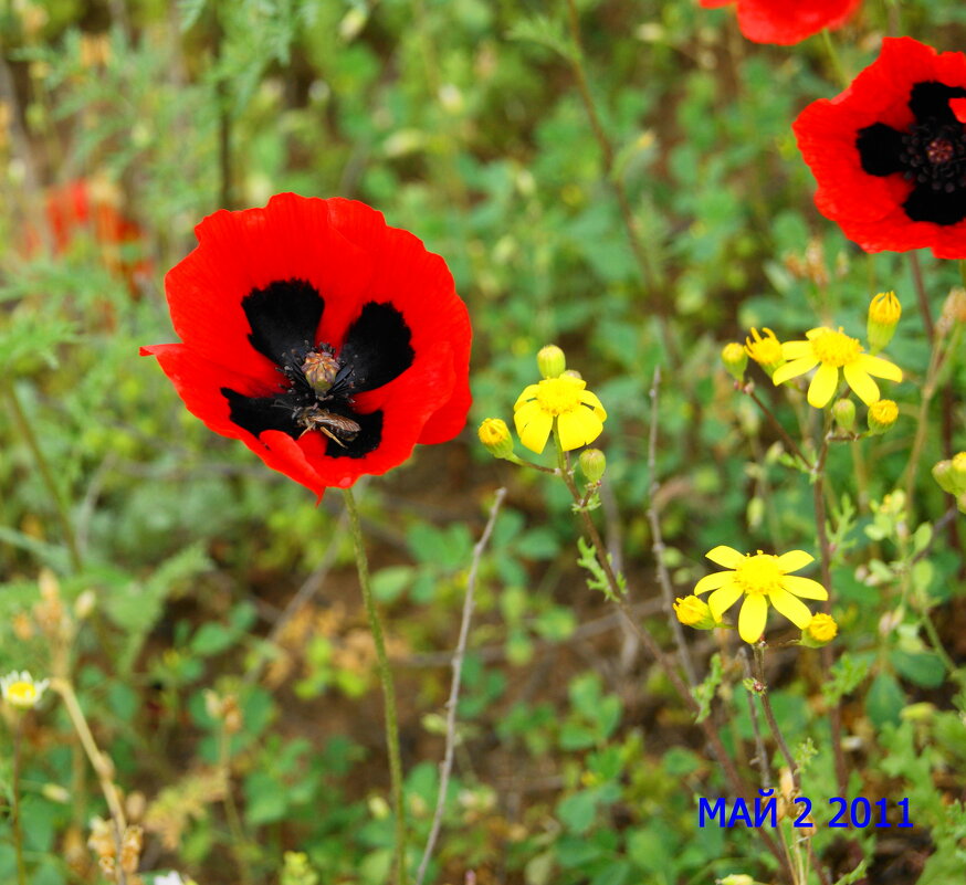 Апрель. - Александр Владимирович Никитенко