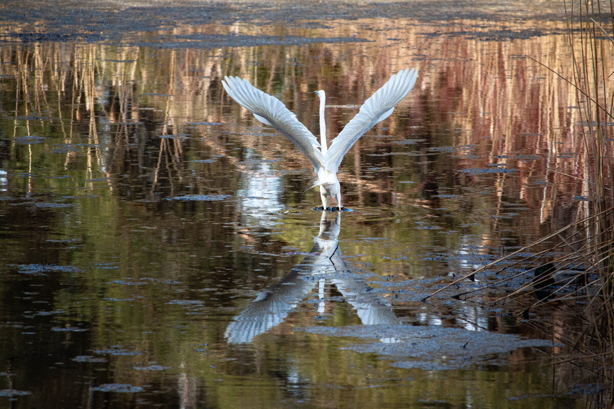 *** - Геннадий Порохов