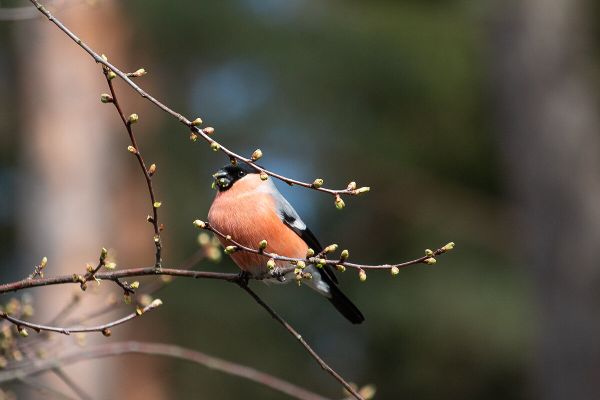 *** - Геннадий Порохов