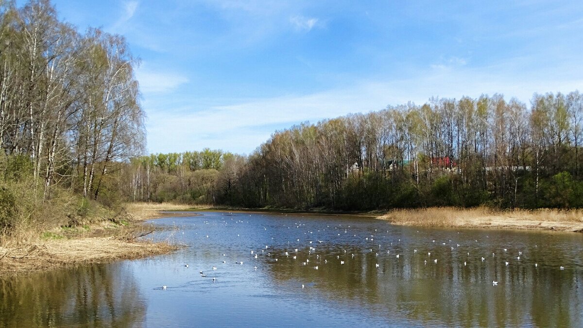 Чайки на пруду. - Милешкин Владимир Алексеевич 