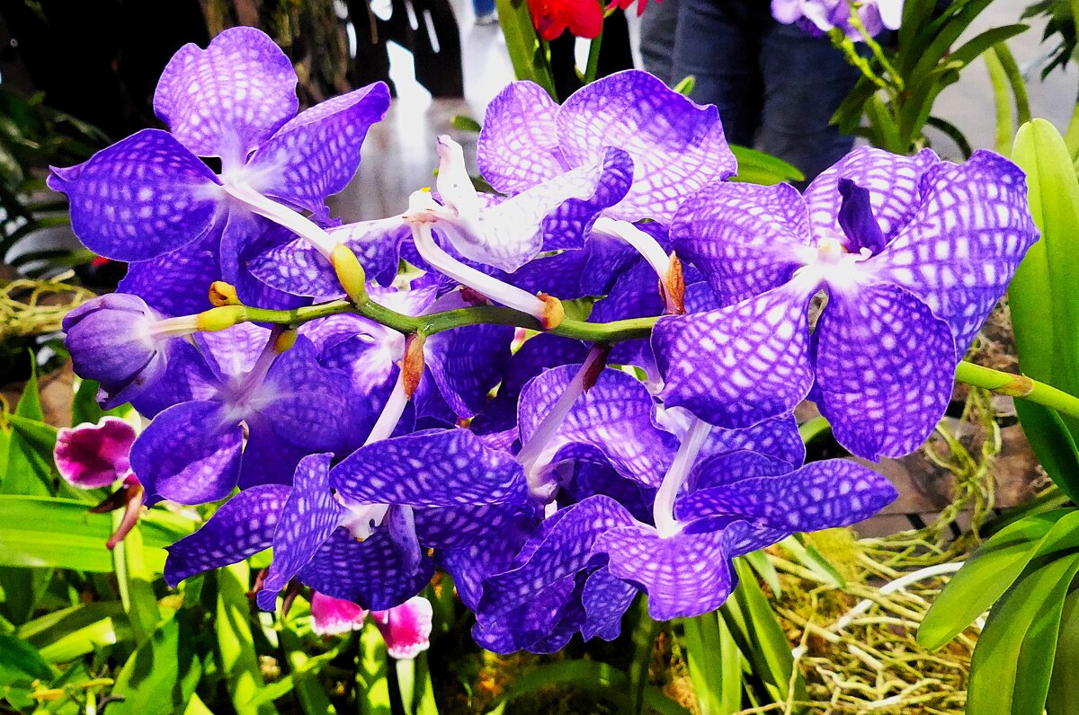 Королевство цветов(серия) - Владимир Манкер