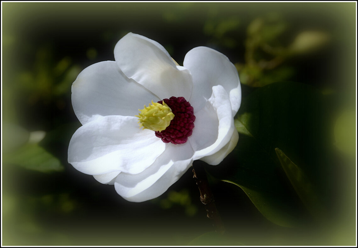 Магнолия - Aleksandr Gal