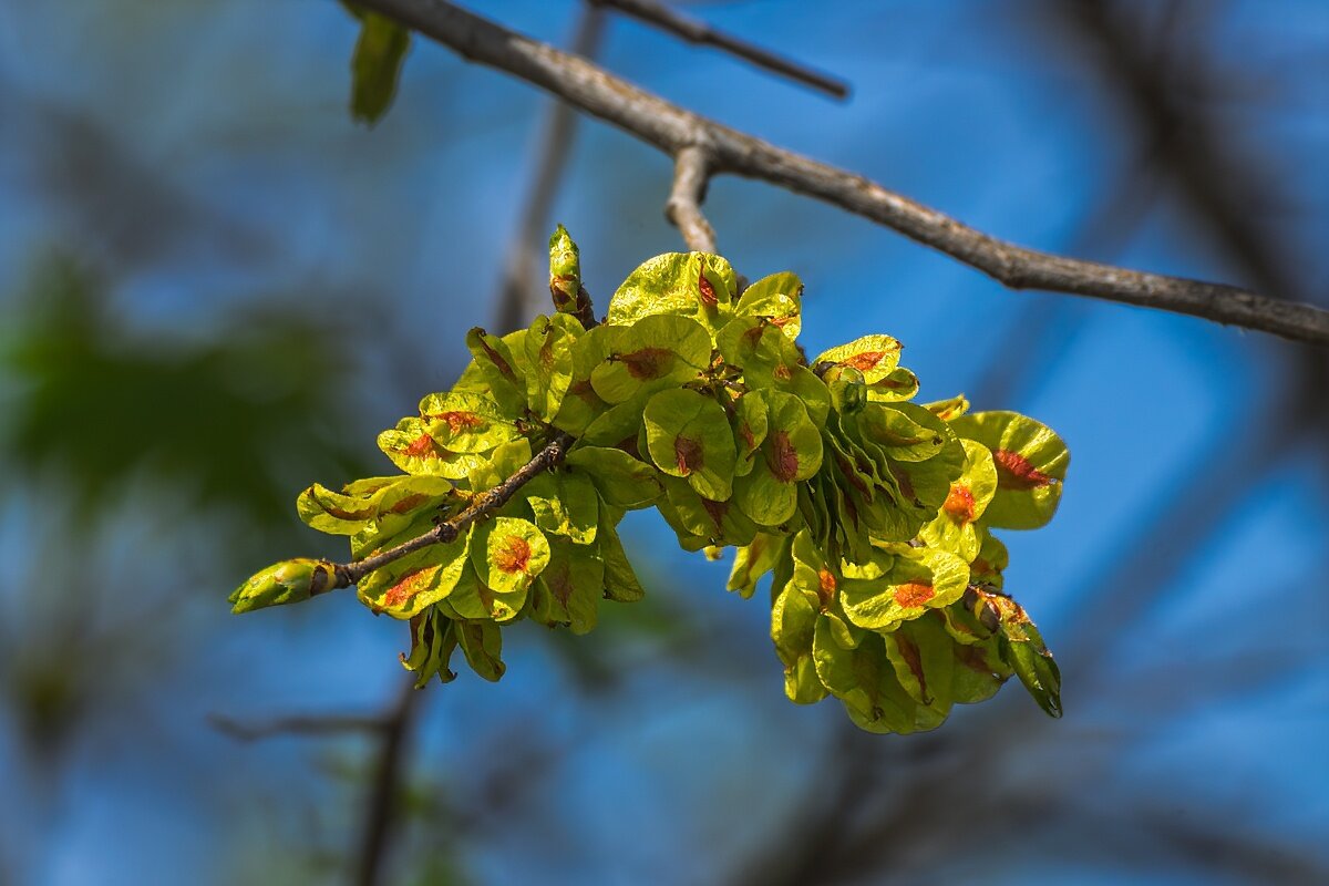 Карагач, есть такое дерево - Игорь Сикорский