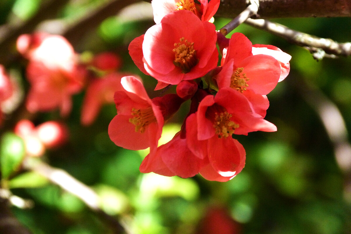 Японская  айва - Валентин Семчишин