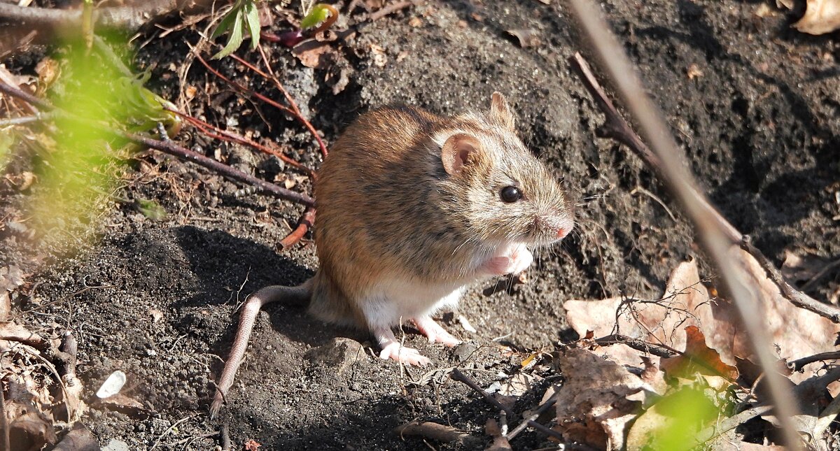 Полевая мышь - Лина 