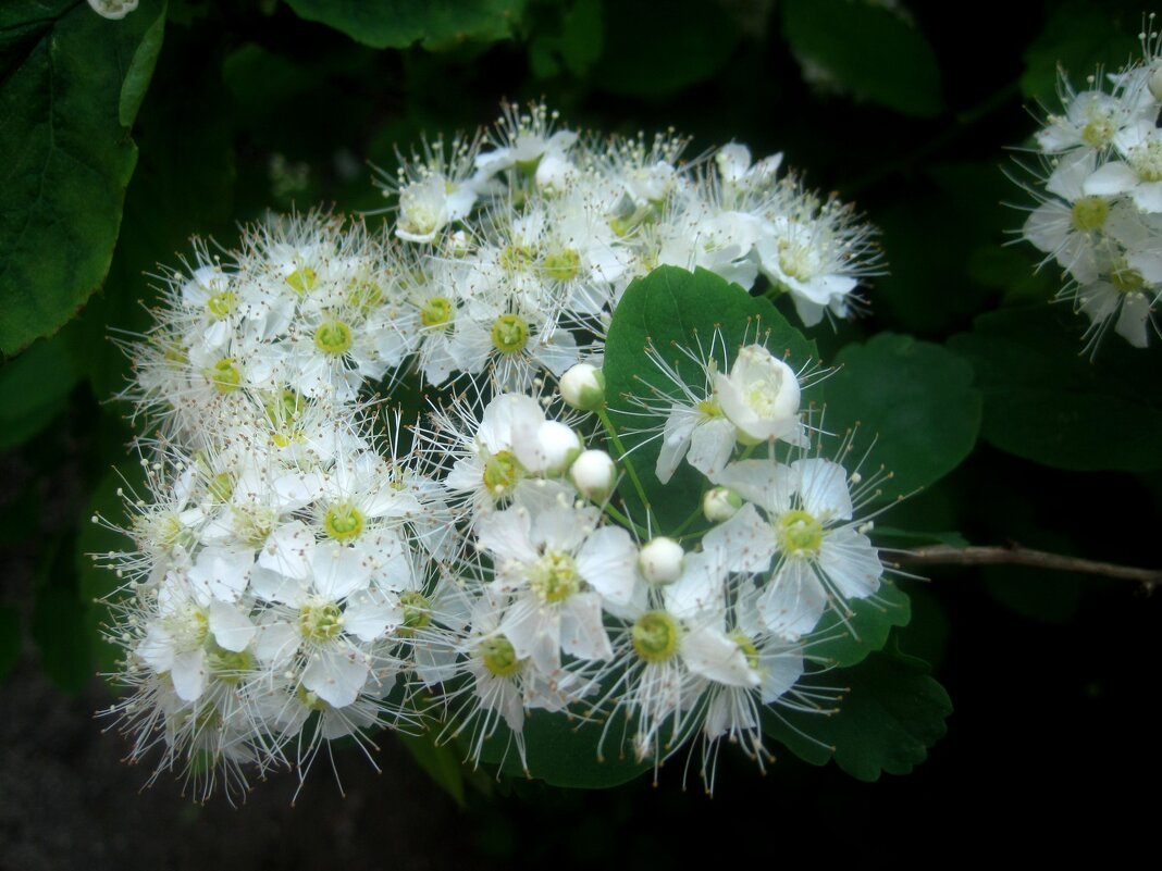 В месяце мае - Елена Семигина