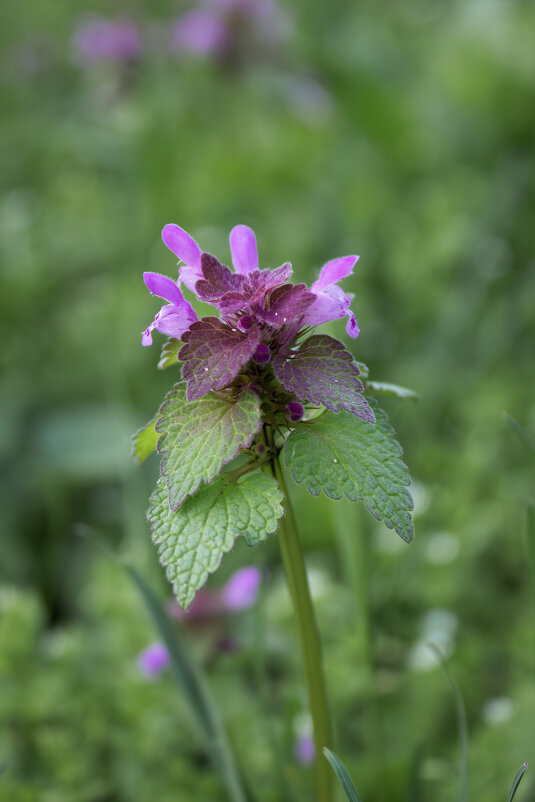 *** - Александр. AVG100 ---