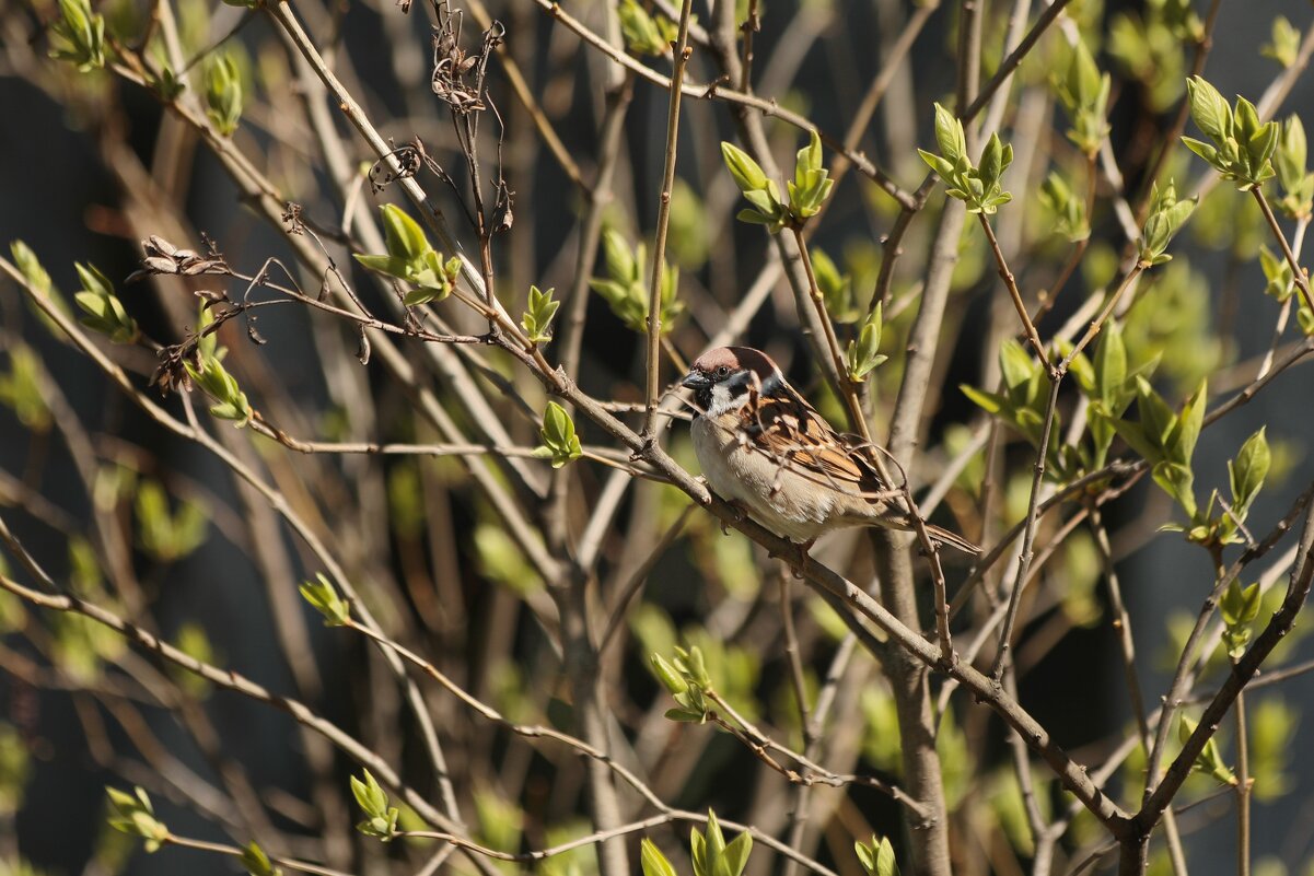 Найди воробья. - Татьяна Бравая