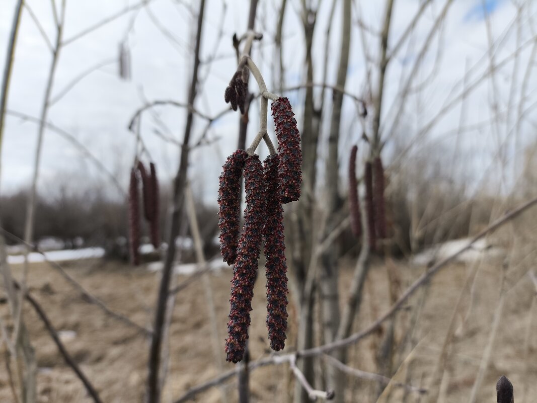 Ольховый "человечек" - Anna Ivanova