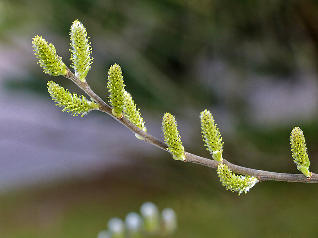 Апрельские пушистики - Светлана 