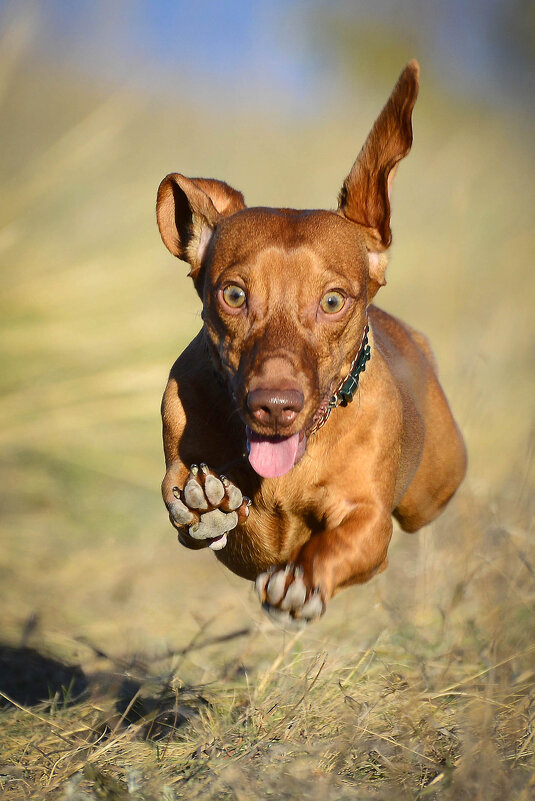 ... - Владимир Салапонов