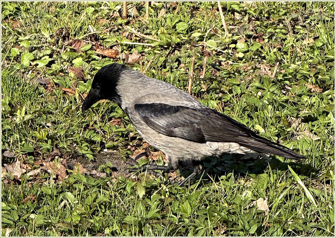 ****** - Валерия Комова