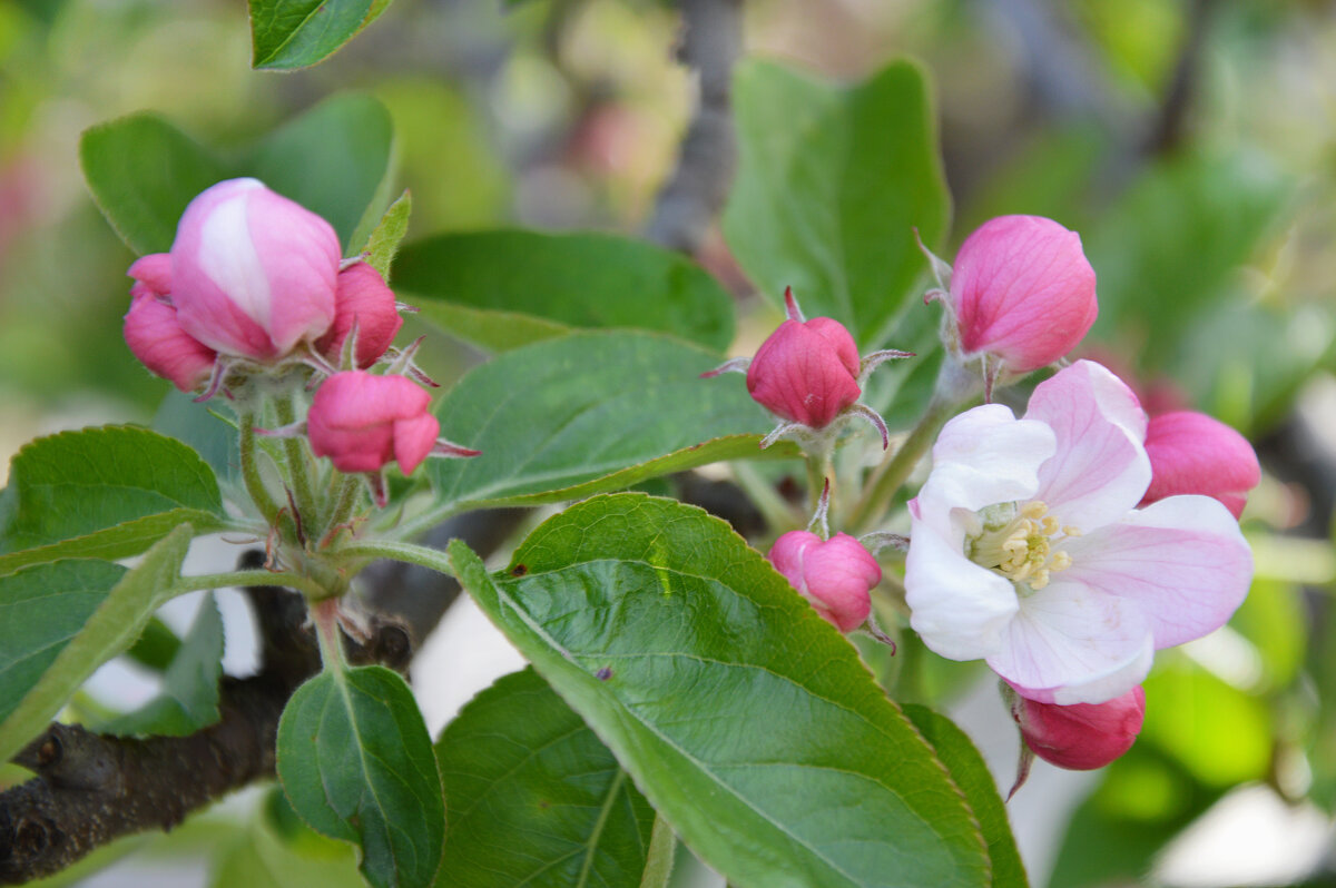 Примеряют яблони белорозовый наряд... - Надежда Куркина 