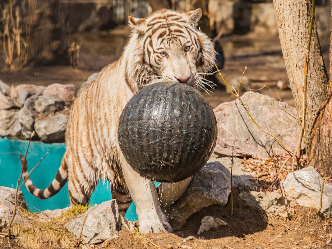 бенгальский тигр - Аркадий Лаптенко