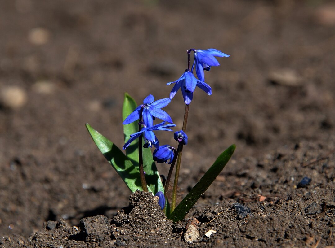 Весна! - Aleksandr .