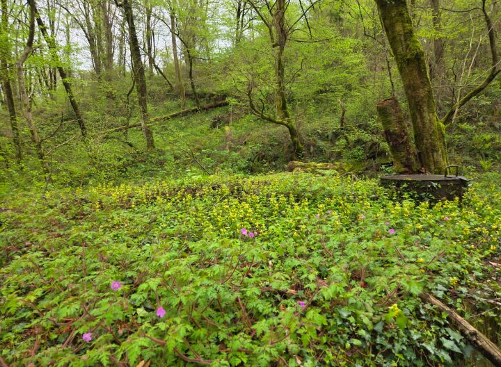 Прогулка в лесу - Tata Wolf