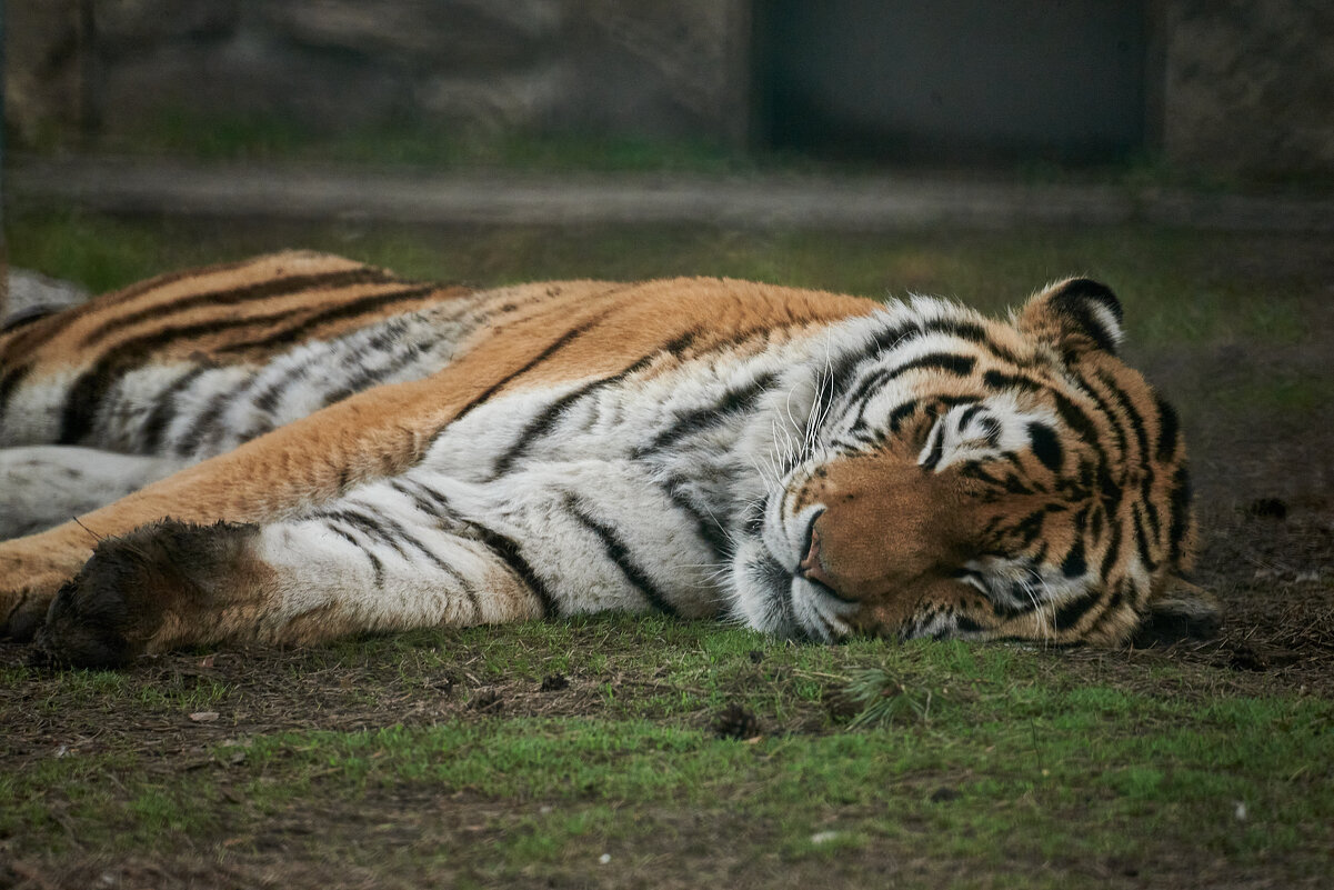 Тигр на отдыхе - Александр Леонов