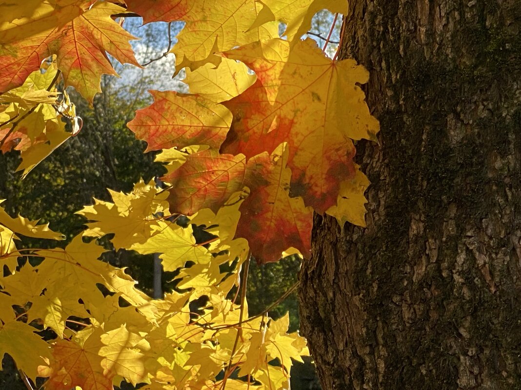 Клен в октябре. - Татьяна 