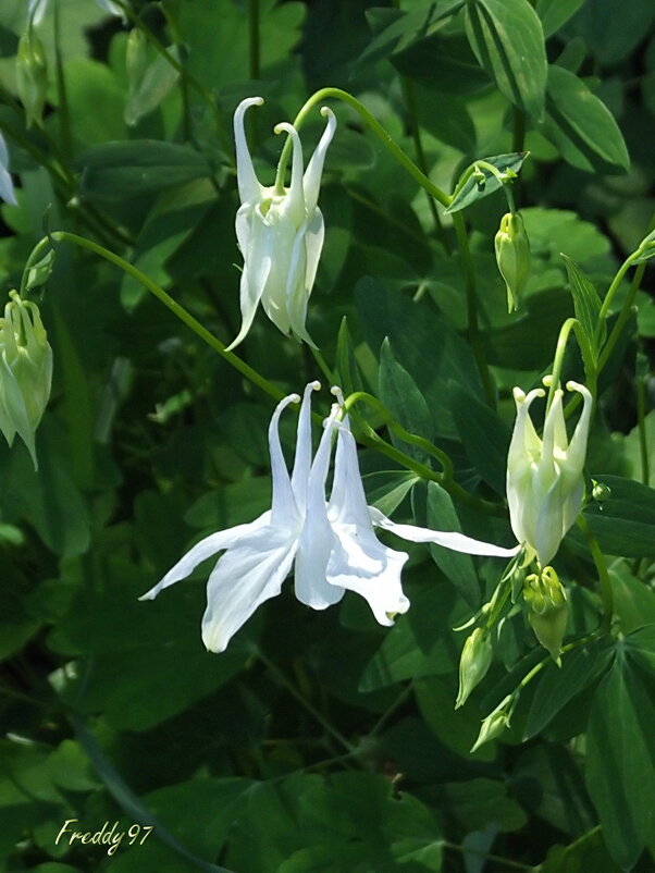 Водосбор - Freddy 97