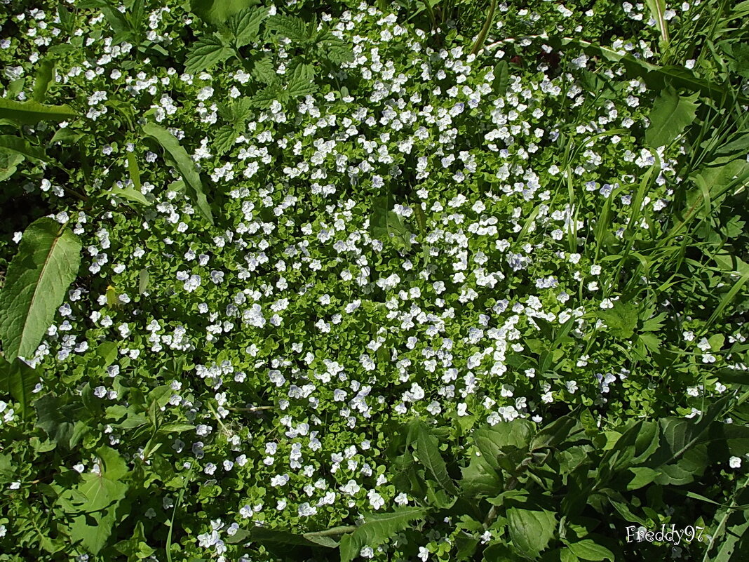 Вероника - Freddy 97