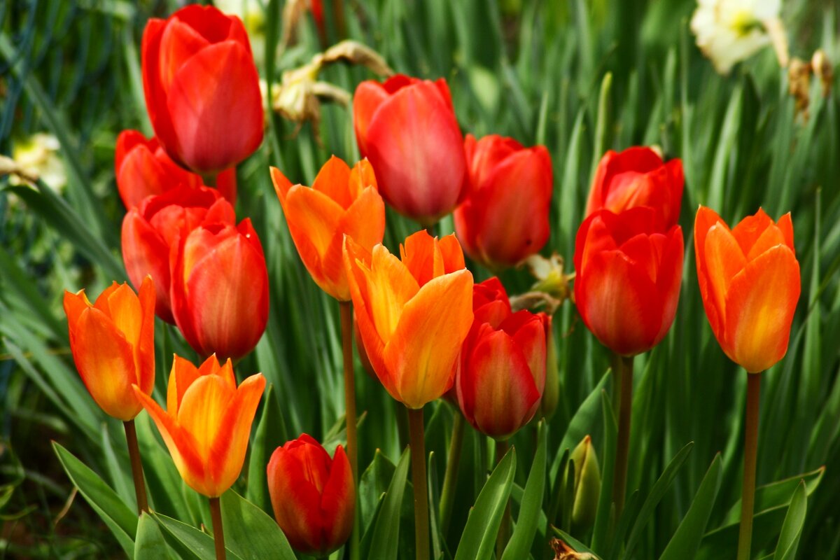 День весны - Юрий. Шмаков