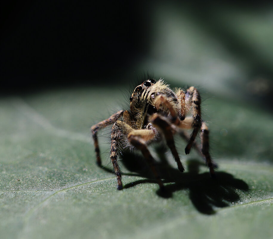 Быть или не быть, вот в чем вопрос. - Татьяна Салиева