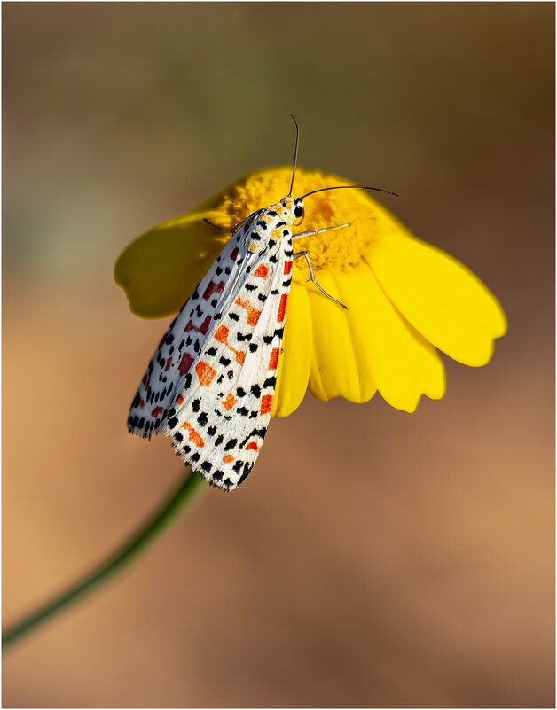 Медведица красноточечная.(Utetheisa pulchella). - Александр Григорьев
