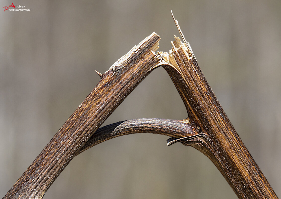 Веточка - Андрей Пристяжнюк