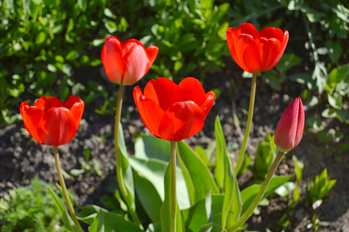 Тюльпаны - Владимир Помазан