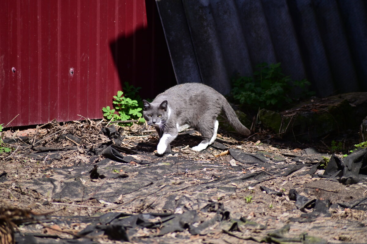 Σ - Константин Сафронов