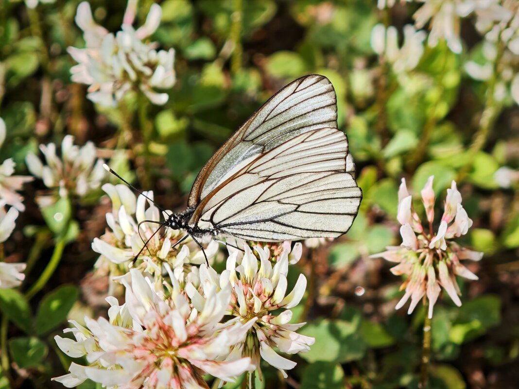 Бабочка - Александр 