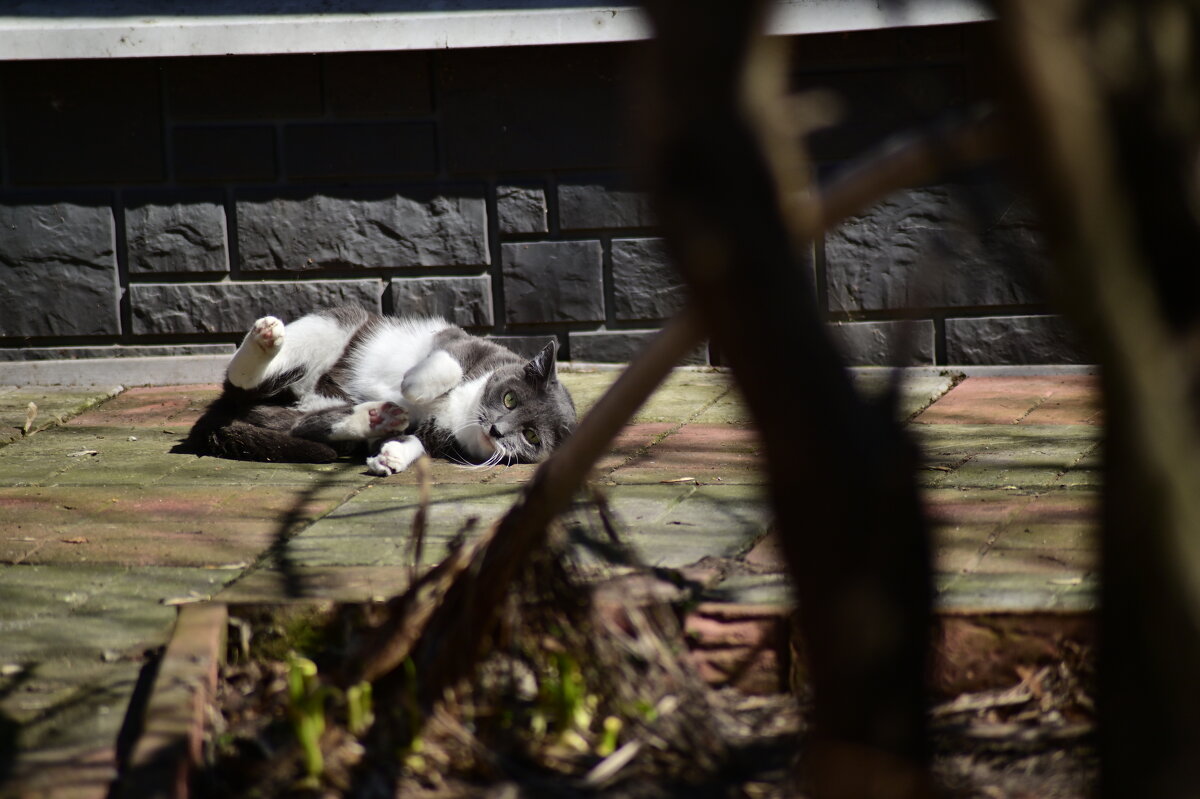 Σ - Константин Сафронов