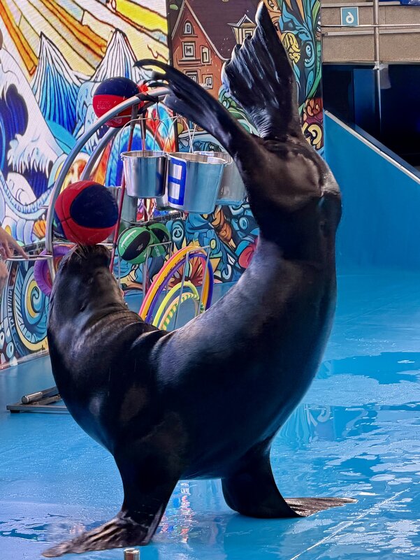 Гимнаст - Pippa 