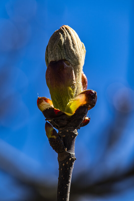 Поска каштана. - Николай 